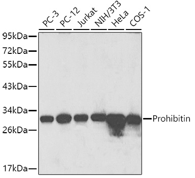 Prohibitin Rabbit pAb