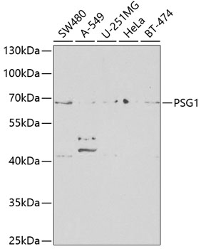 PSG1 Rabbit pAb
