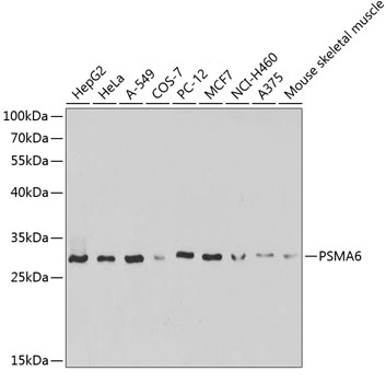 PSMA6 Rabbit pAb