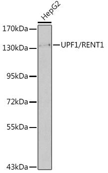 UPF1/RENT1 Rabbit pAb