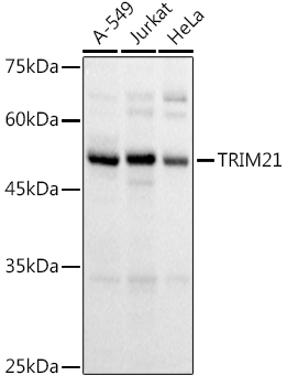TRIM21/SS-A Rabbit pAb
