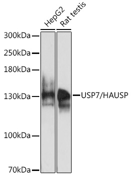 USP7/HAUSP Rabbit pAb