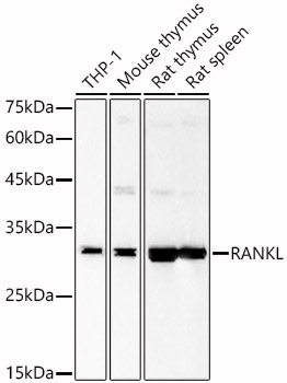 RANKL Rabbit pAb