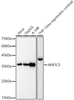 AKR1C3 Rabbit pAb