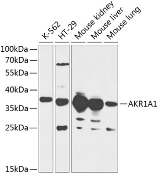 AKR1A1 Rabbit pAb