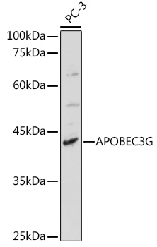APOBEC3G Rabbit pAb