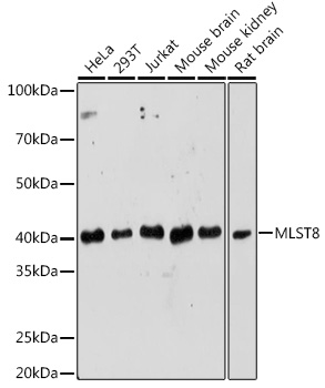 MLST8 Rabbit pAb