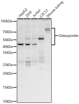 Osteopontin Rabbit pAb