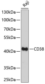 CD38 Rabbit pAb