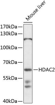 HDAC2 Rabbit pAb