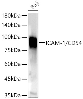 ICAM-1/CD54 Rabbit pAb