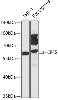 IRF5 Rabbit pAb