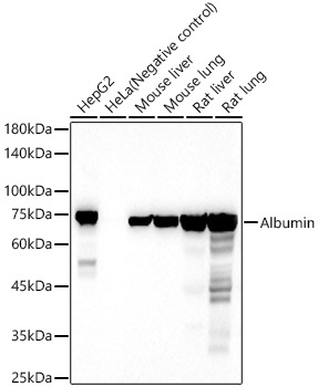 Albumin Rabbit pAb