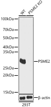 [KO Validated] PSME2 Rabbit pAb