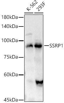SSRP1 Rabbit pAb