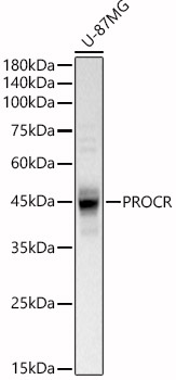 PROCR Rabbit pAb