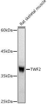 TWF2 Rabbit pAb