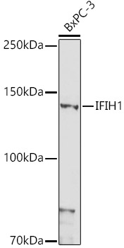 IFIH1 Rabbit pAb
