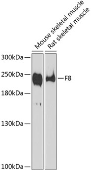F8 Rabbit pAb