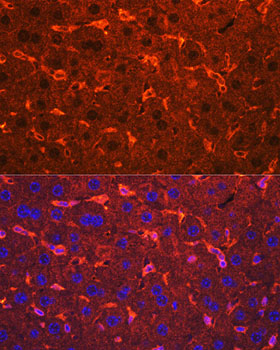 Ceruloplasmin Rabbit pAb