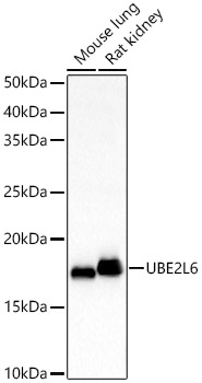 UBE2L6 Rabbit pAb