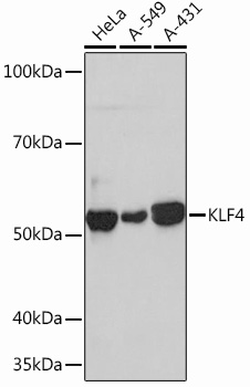 KLF4 Rabbit mAb