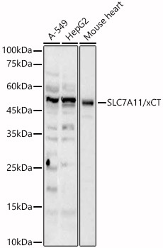 SLC7A11/xCT Rabbit pAb