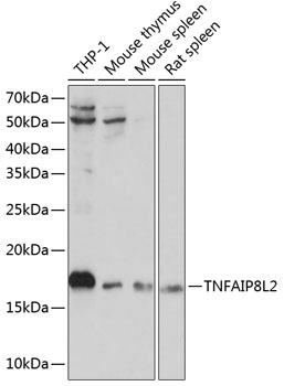 TNFAIP8L2 Rabbit pAb