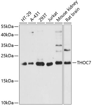 THOC7 Rabbit pAb