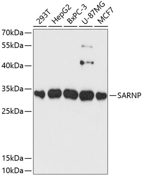 SARNP Rabbit pAb