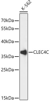 CLEC4C Rabbit pAb