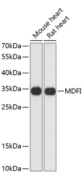 MDFI Rabbit pAb