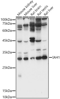 IAH1 Rabbit pAb