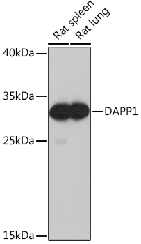 DAPP1 Rabbit pAb