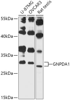 GNPDA1 Rabbit pAb