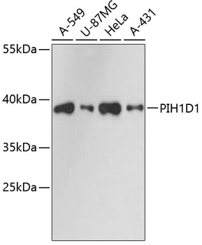 PIH1D1 Rabbit pAb