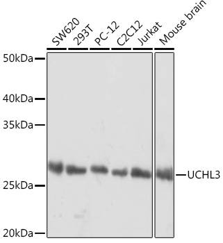 UCHL3 Rabbit mAb