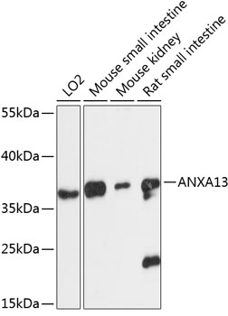 ANXA13 Rabbit pAb