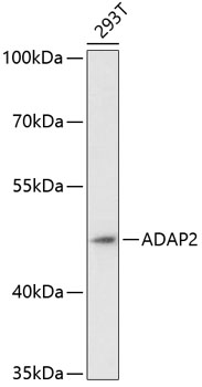 ADAP2 Rabbit pAb