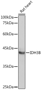 IDH3B Rabbit pAb