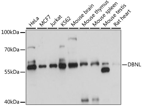 DBNL Rabbit pAb
