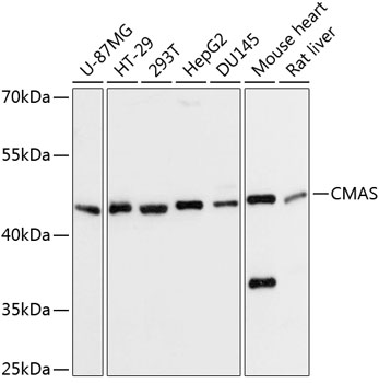 CMAS Rabbit pAb