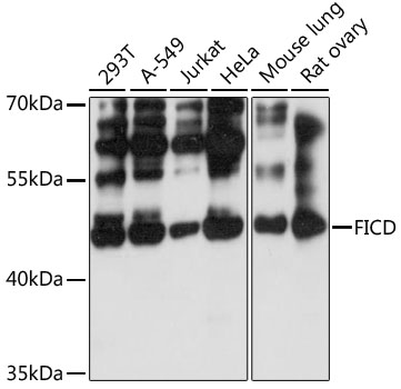 FICD Rabbit pAb