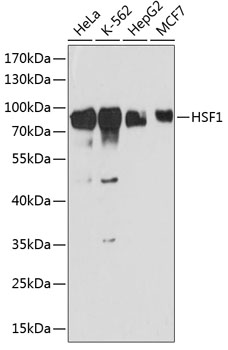 HSF1 Rabbit pAb