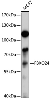 FBXO24 Rabbit pAb