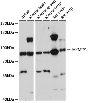 JAKMIP1 Rabbit pAb