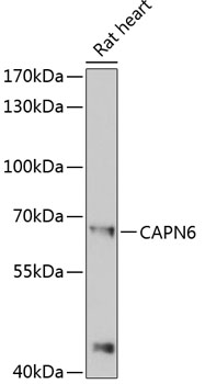 CAPN6 Rabbit pAb
