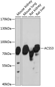 ACSS3 Rabbit pAb