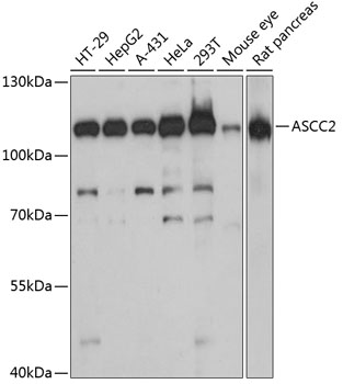 ASCC2 Rabbit pAb