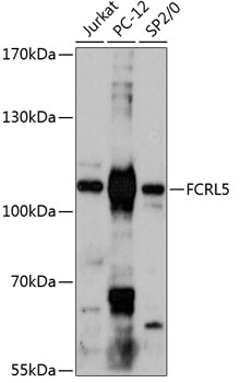 FCRL5 Rabbit pAb